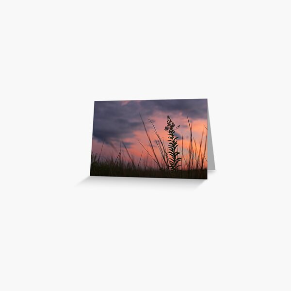 Spider Sunset Greeting Card