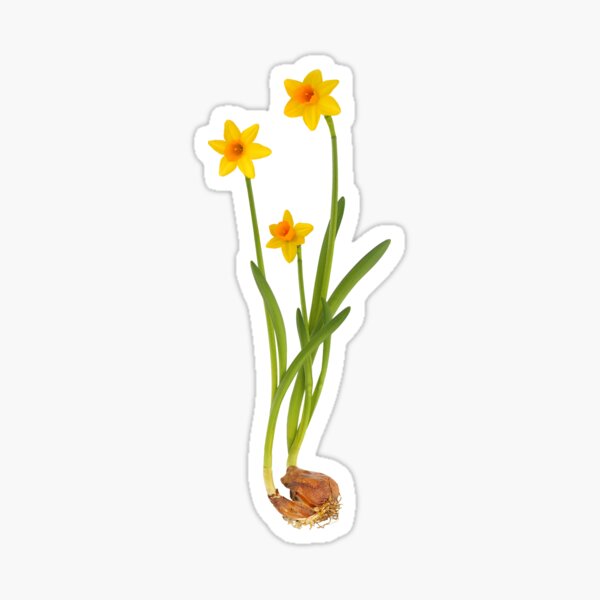 Daffodil on White Sticker