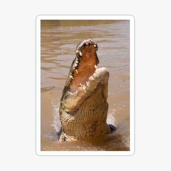 Saltwater Crocodile on the Adelaide River Sticker