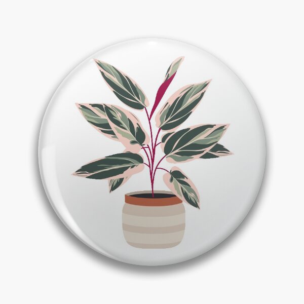 Item preview, Beautiful calathea triostar house plant in pots designed and sold by Caro Terranova.