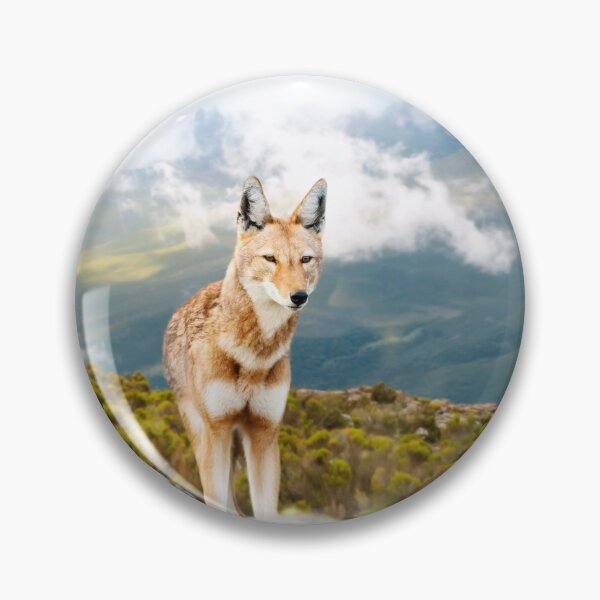 Item preview, Ethiopian wolf in beautiful Bale mountains designed and sold by dgwildlife.
