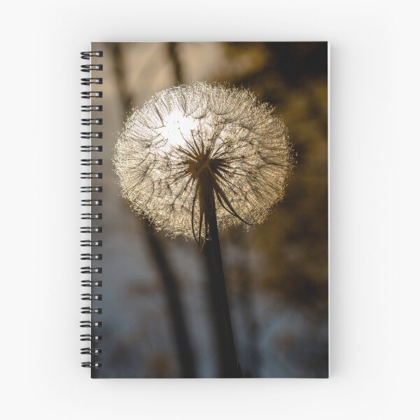 Aperçu de l'œuvre Sunny Salsify créée et vendue par Ken Fleming.