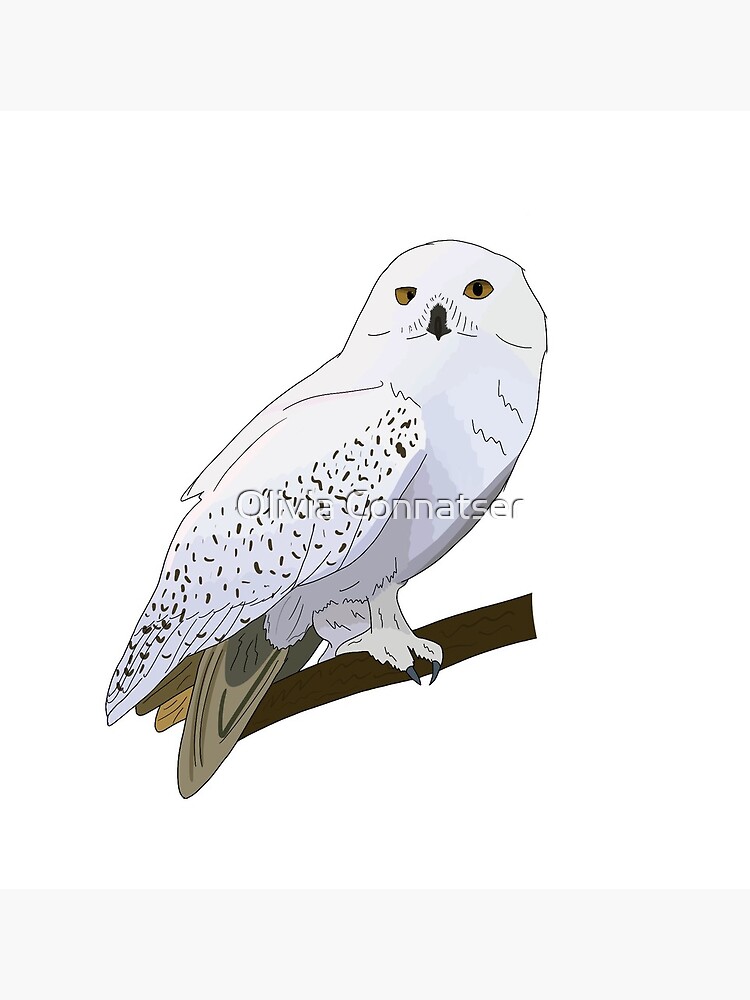 Snowy owl Drawing, Cute Snowy s, fauna, wildlife, owl png | PNGWing