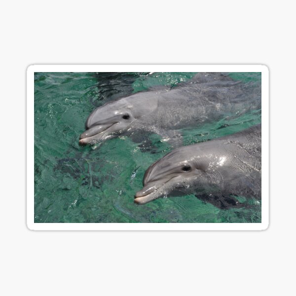 Dolphins in Eilat Sticker
