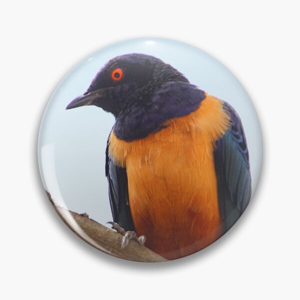 Item preview, Hildebrandt's Starling, Serengeti, Tanzania designed and sold by Carole-Anne.