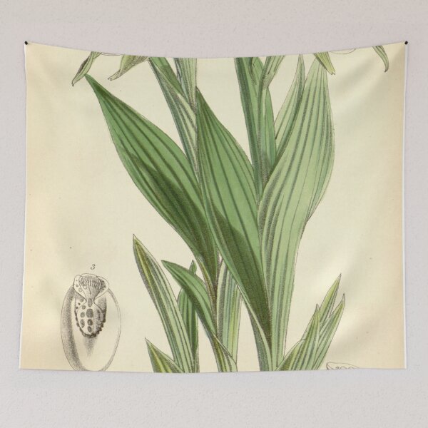 Item preview, Cypripedium candidum designed and sold by EsotericBotanic.