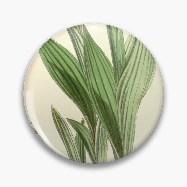Item preview, Cypripedium candidum designed and sold by EsotericBotanic.