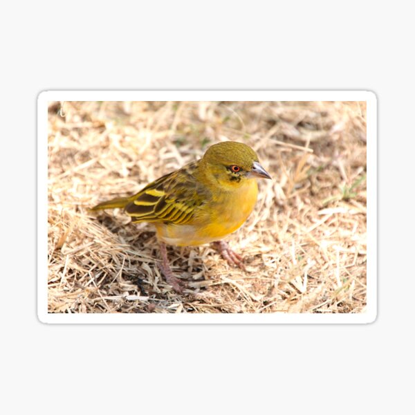 Yellow-fronted Canary, Serengeti National Park, Tanzania  Sticker