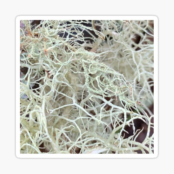 Item preview, Usnea Moss Linchens designed and sold by EdenLiving.