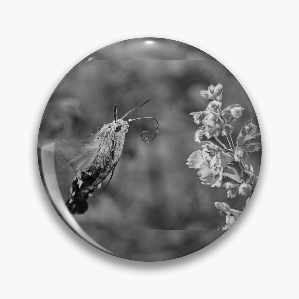 Item preview, New Finition r1624/  THE BEST Black & White beautiful THE SPHINX (butterfly) 5 (n&b)(t) by Olao-Olavia / Okaio Créations  by fz 1000 360.000 photos designed and sold by o.okaïo.