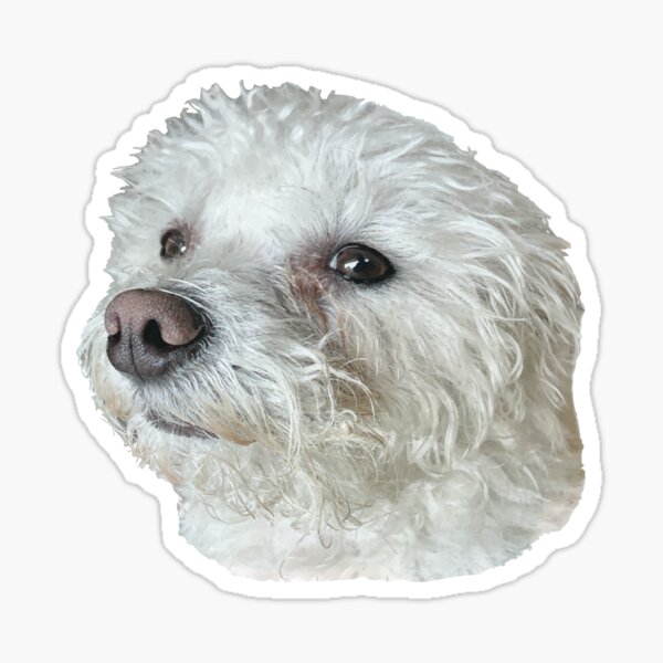 Kiwi the Poodle Terrier Dog Sticker