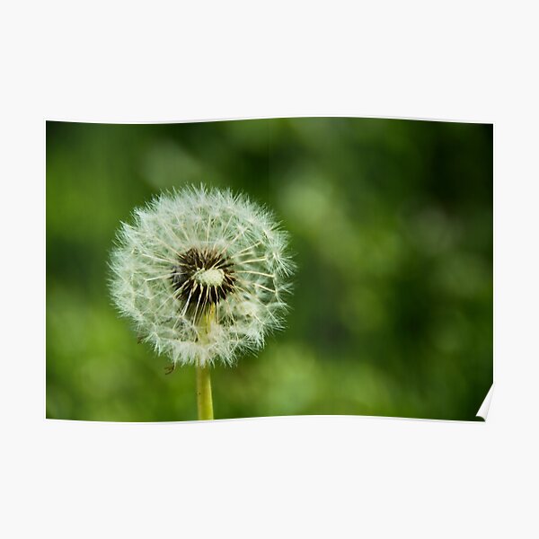 Dandelion 2 Poster