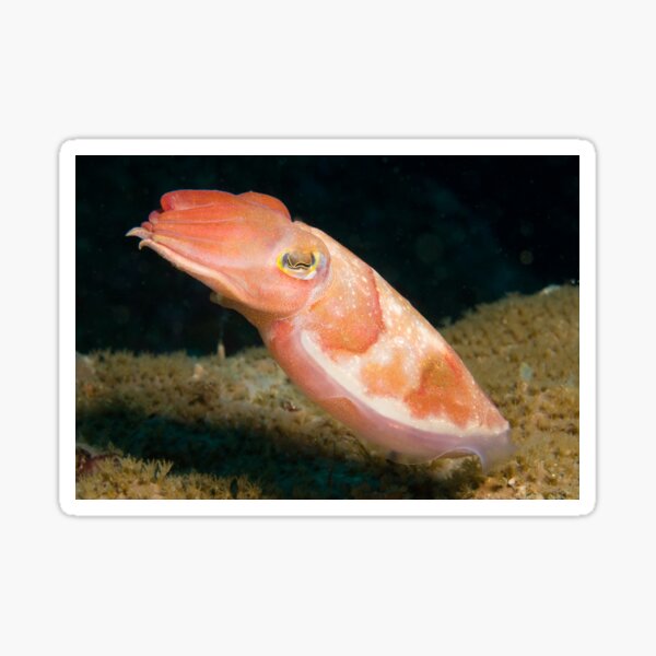 Reaper Cuttlefish, Sydney Harbour Sticker