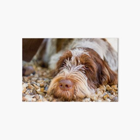Lying down Spinone Art Board Print
