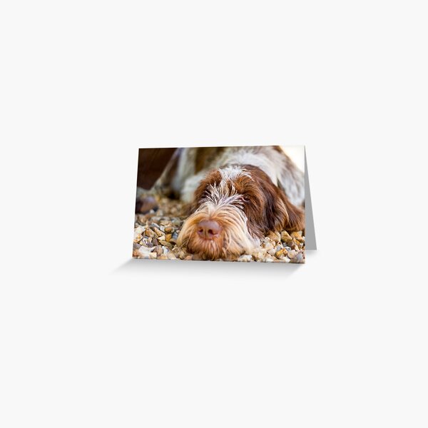 Lying down Spinone Greeting Card