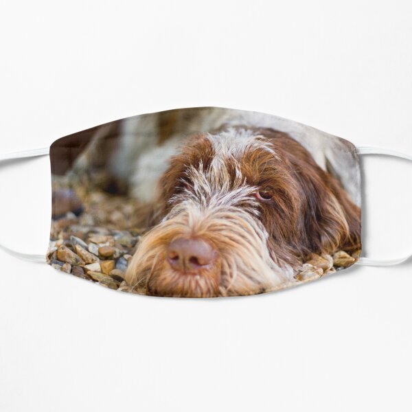 Lying down Spinone Mask