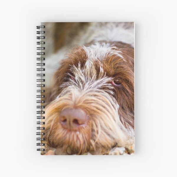 Lying down Spinone Spiral Notebook