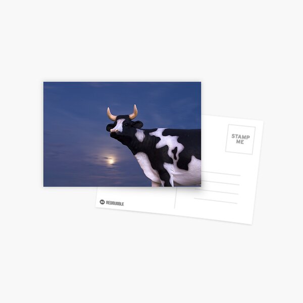 Friendly Play Cow Postcard