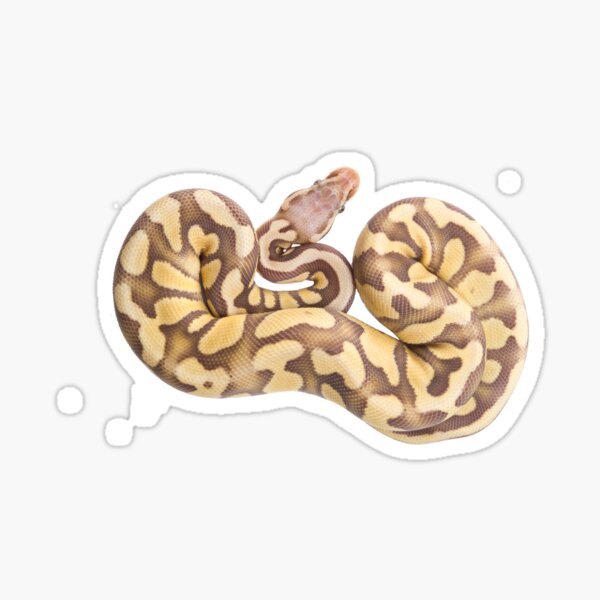 Item preview, Ball Python - Caramell Pastell designed and sold by Thor  Håkonsen.