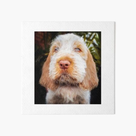 Irresistible Spinone Puppy Art Board Print