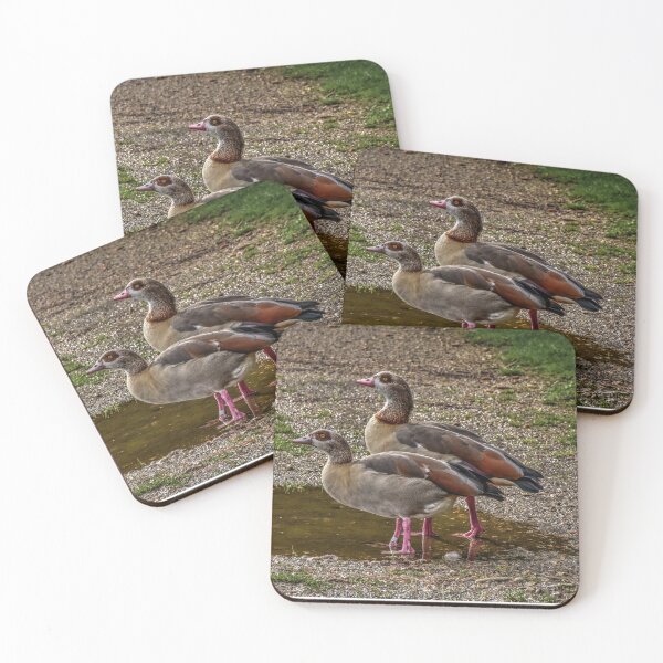 Item preview, A Pair of Egyptian Geese designed and sold by DJPImages.
