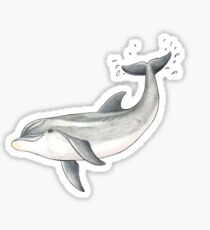 Baby bottlenose dolphin Sticker