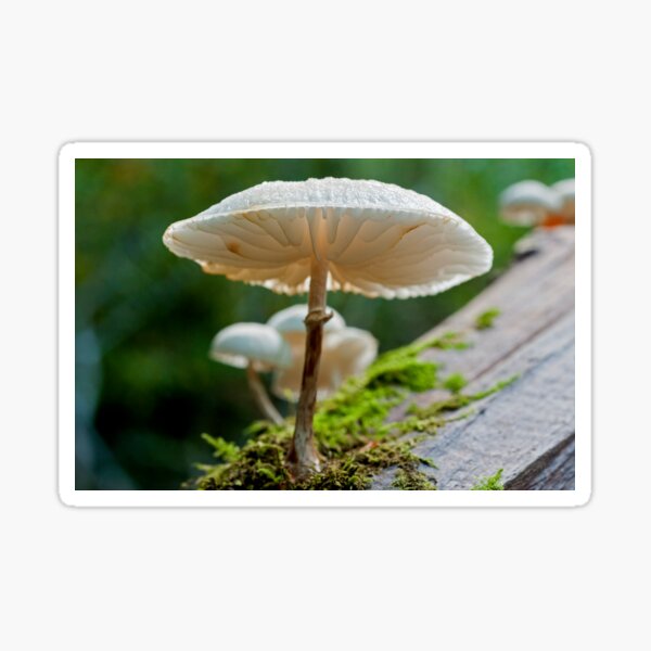 A beautiful and delicate looking Porcelain Toadstool photographed from underneath. Sticker