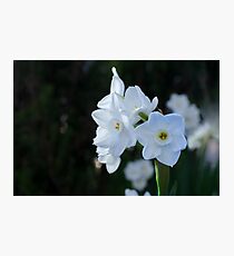 Daffodil Photographic Print
