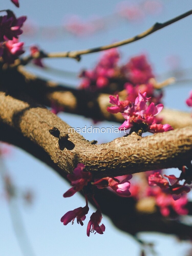 Eastern Redbud by maddmoniart