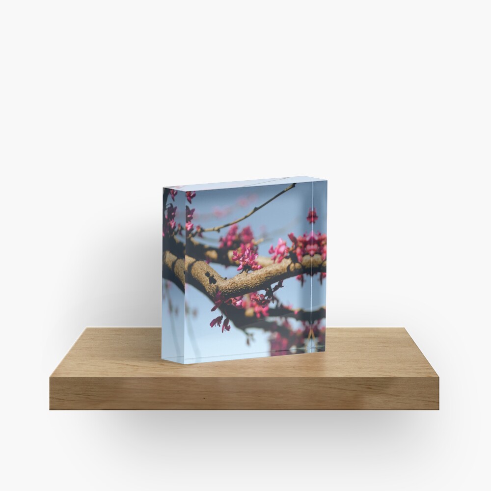 Eastern Redbud Acrylic Block