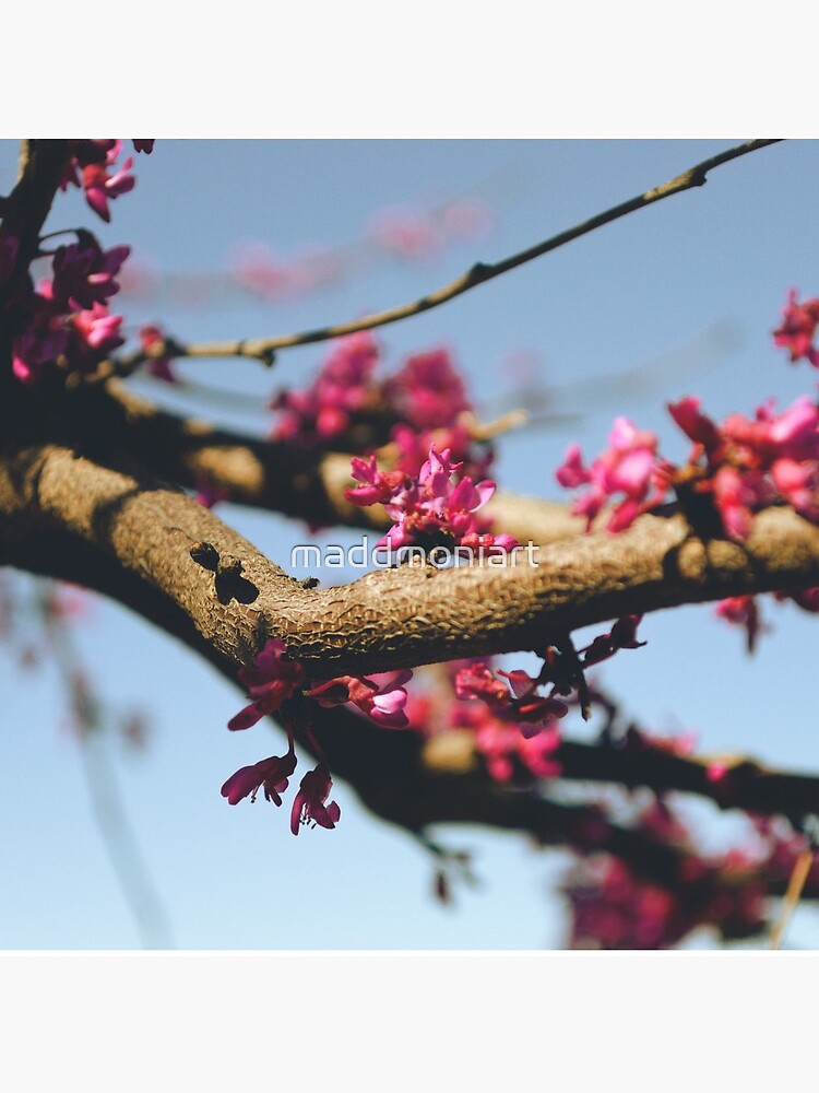 Eastern Redbud by maddmoniart