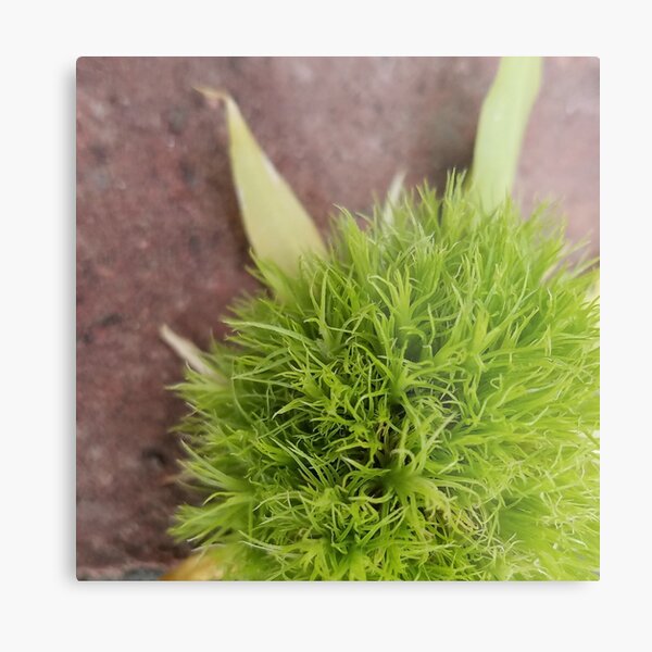Fluffy Spring Green Detail Metal Print