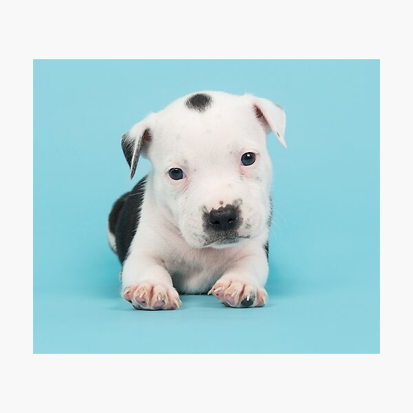 Decoracion Baby Pitbull Redbubble