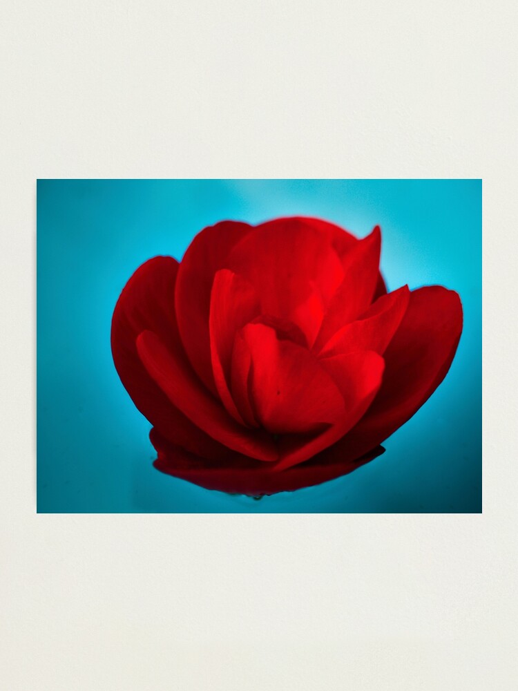 Lámina fotográfica «Flor de Begonia Roja» de SomethingNice4U | Redbubble