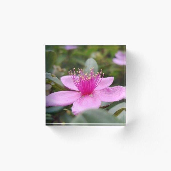 Artikelvorschau, Ein Makrofoto einer wunderbaren Blume entworfen und verkauft von AhMath.