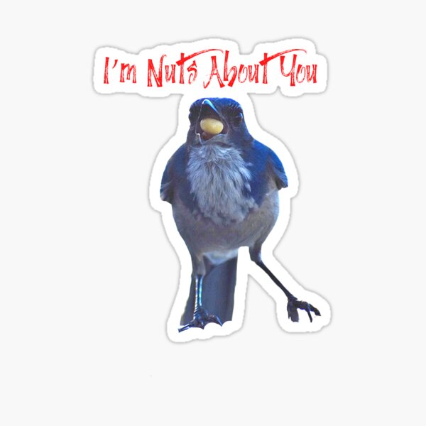 Blue Jay And Nut I'm Nuts About You In Nature With Concetta Ellis Sticker