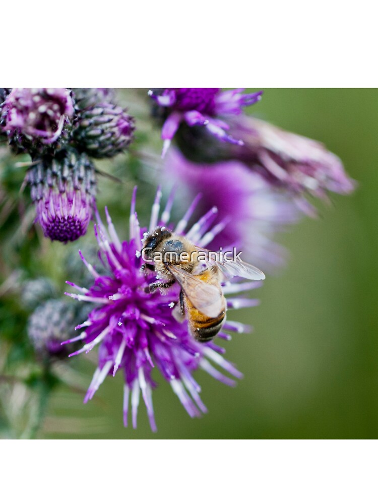 Camiseta para niños «Cerca de una abeja que busca el néctar de una flor de  cardo, que a su vez deposita el polen en la abeja para que se lo lleve para