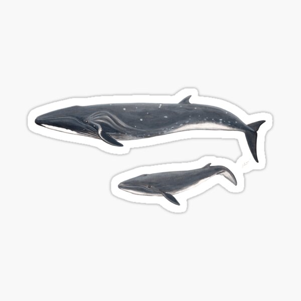 Item preview, Sei whale designed and sold by chloeyzoard.