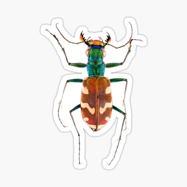 Tiger beetle (Cicindela coerulea) Sticker