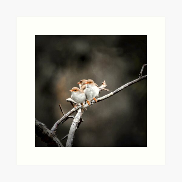 Fairy-wren Family Art Print