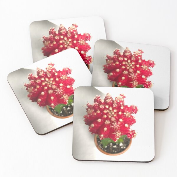 Item preview, Red Moon Cactus Gymnocalycium Mihanovichii designed and sold by Asiantiger247.