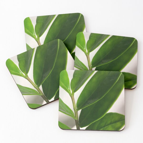 Item preview, ZZ plant, Zamioculcas Zamiifolia designed and sold by Asiantiger247.