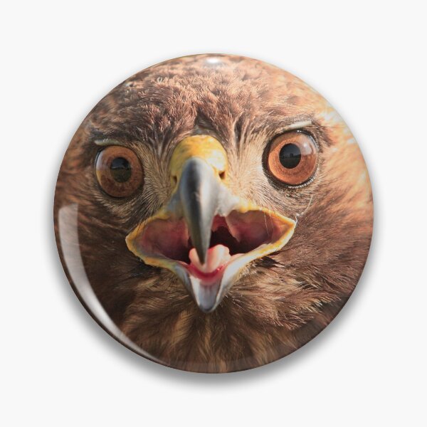 Item preview, Red Tail Hawk - Family:  Accipitriformes designed and sold by Buckwhite.