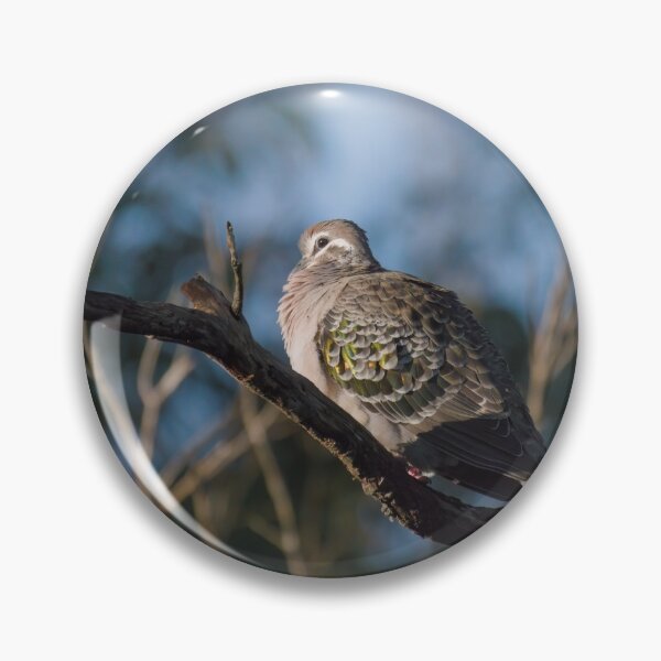 Item preview, Resting bronzewing dove in the morning designed and sold by hendrikspix.