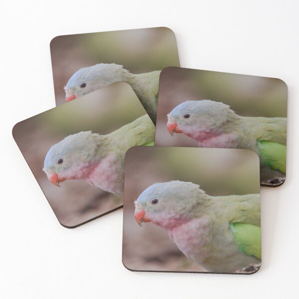 Item preview, Close up detailed photo of a princess parrot designed and sold by hendrikspix.