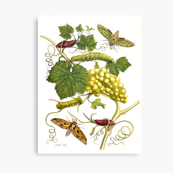 Item preview, Wine, grapevine, with enthusiasts - Maria Sibylla Merian designed and sold by 1001karte.