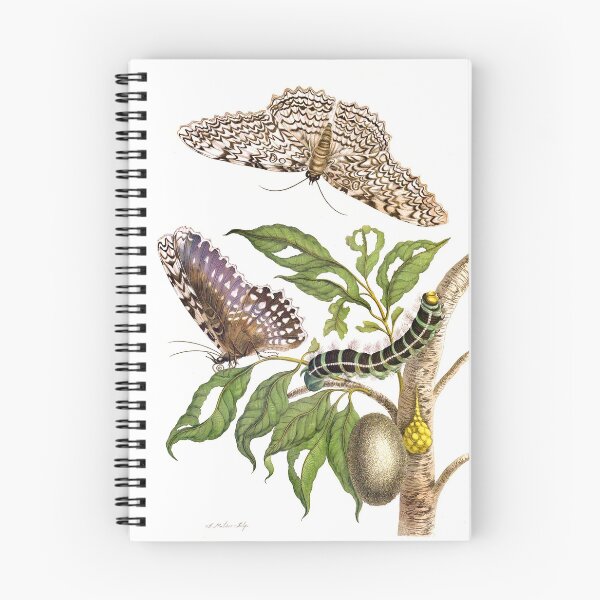Item preview, Butterflies on forage plant - Maria Sibylla Merian designed and sold by 1001karte.