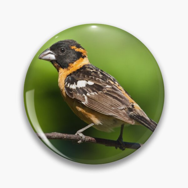 Item preview, Male Black Headed Grosbeak in a Tree designed and sold by Jeff Goulden Photography.