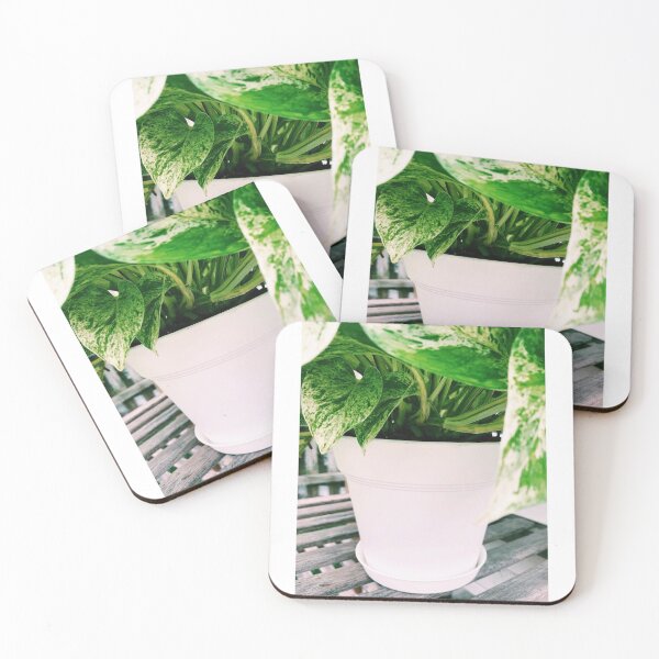 Item preview, Marble Queen Pothos 2 designed and sold by grdnstplantmom.