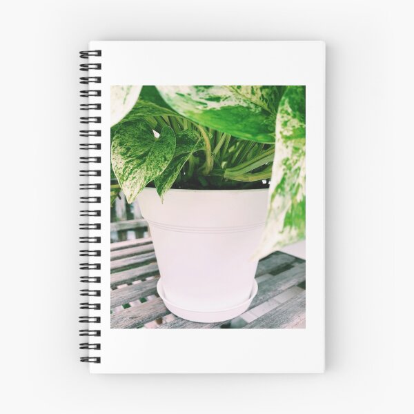 Item preview, Marble Queen Pothos 2 designed and sold by grdnstplantmom.